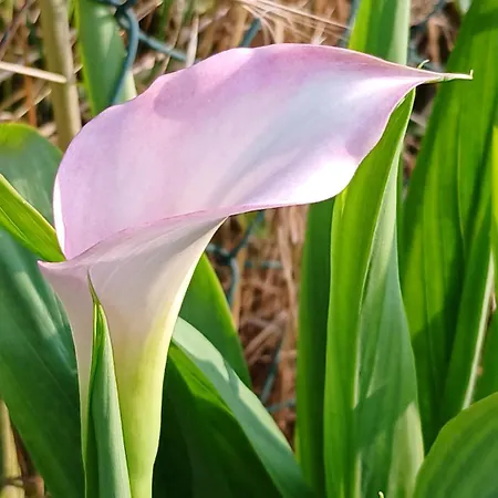 Ca' Giorgio * Cavallino-Treporti