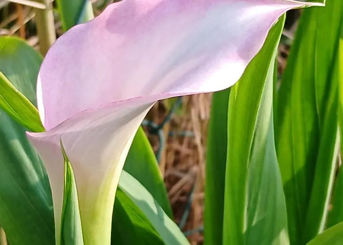 Ca' Giorgio * Cavallino-Treporti